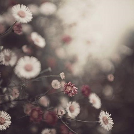 π花·雏菊